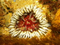   Anemone taken Harbour Wall Mossel Bay South Africa  
